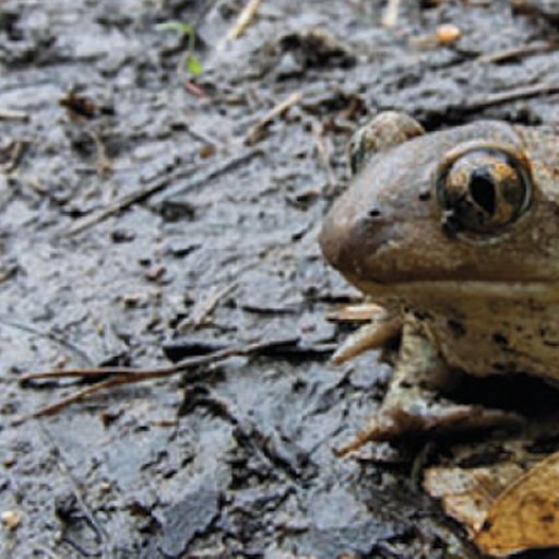 Roppolo: Pelobate, un rospo speciale - Attualità