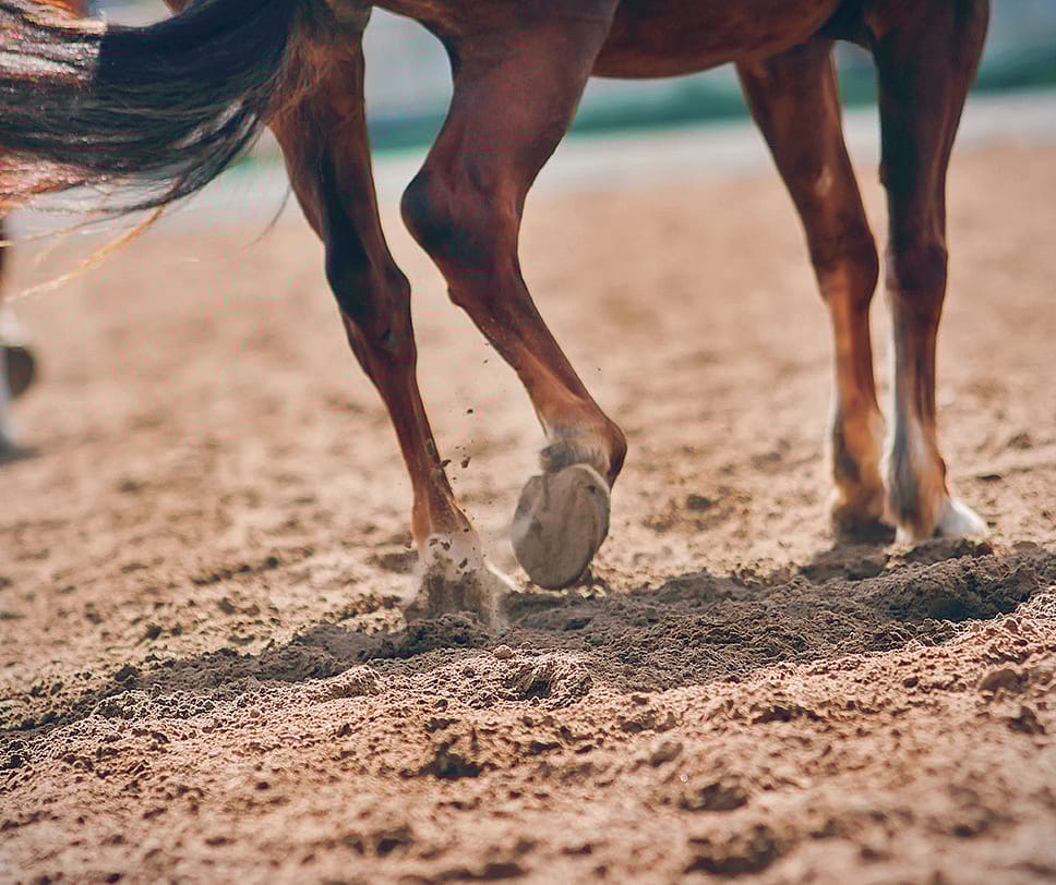 Le sabbie Sasil sono usate per creare il terreno ideale per molti sport, come ad esempio l’equitazione Le sabbie Sasil sono usate per creare il terreno ideale per molti sport, come ad esempio l’equitazione