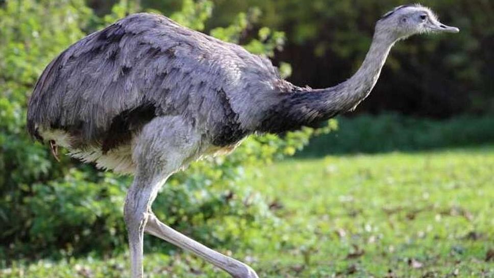 Esemplare di nandù, animale simile allo struzzo