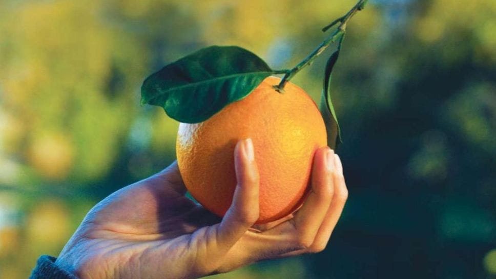 Banchetti in diversi comuni