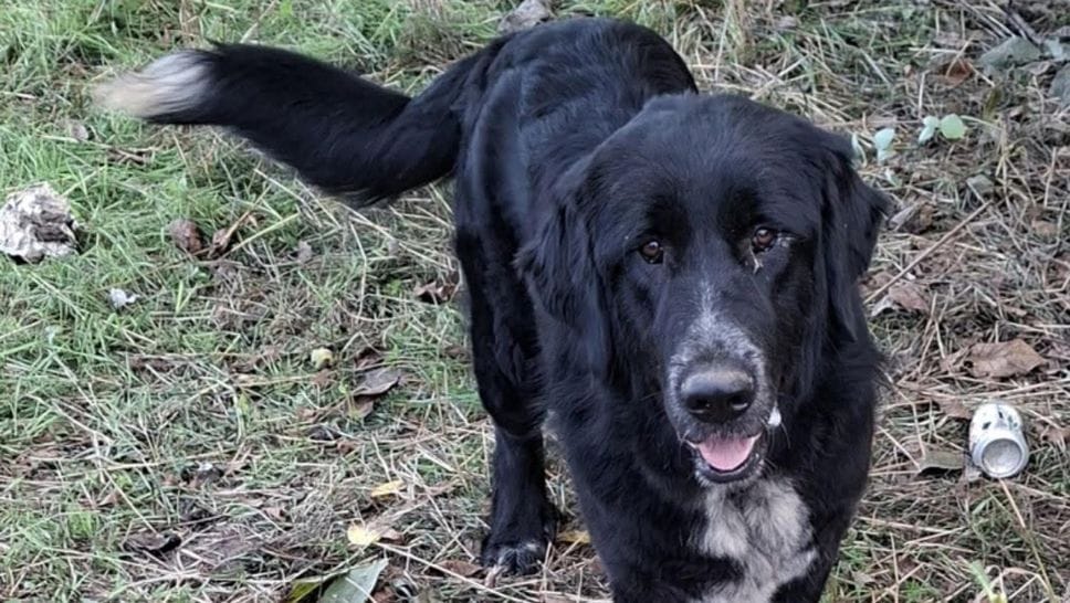 Esercitazioni militari in Baraggia: forti boati e cani fuggiti