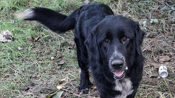 Esercitazioni militari in Baraggia: forti boati e cani fuggiti