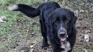 Esercitazioni militari in Baraggia: forti boati e cani fuggiti