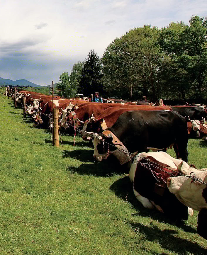 La Pezzata Rossa di Oropa