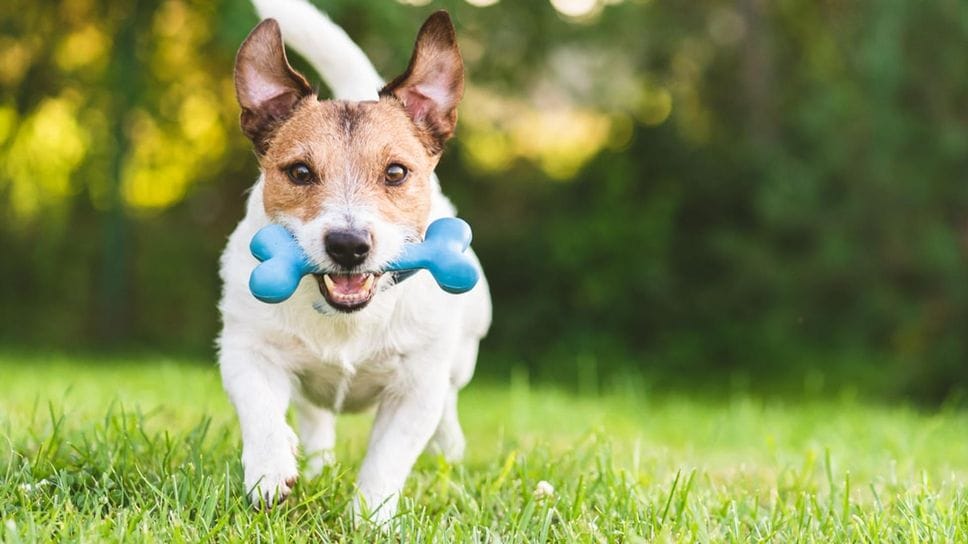 Benessere degli animali: a Candelo il regolamento che non c’era