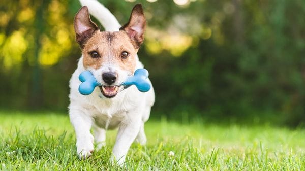 Benessere degli animali: a Candelo il regolamento che non c’era