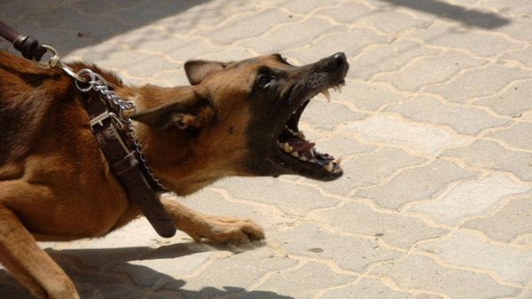 Cagnolino aggredito da un pitbull a Cossato