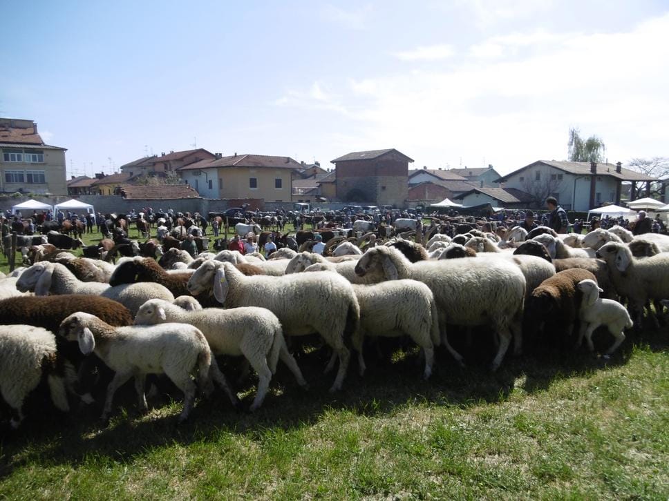 La fiera zootecnica conquista Ponderano