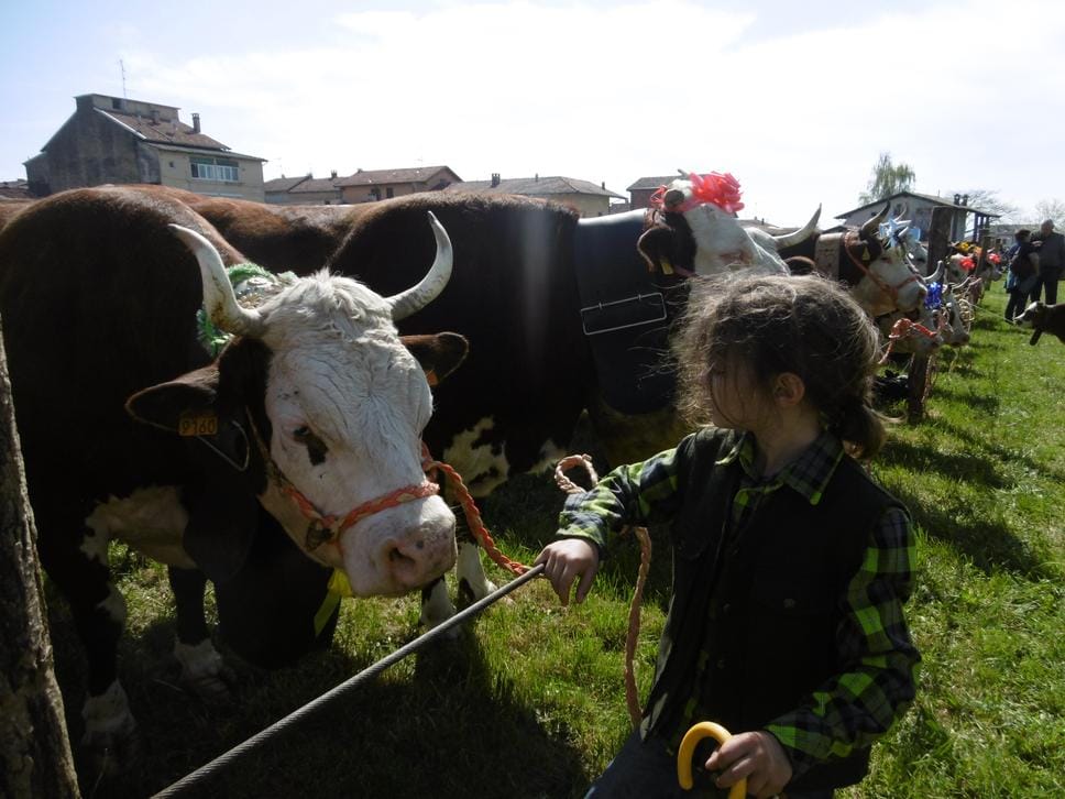 La fiera zootecnica conquista Ponderano