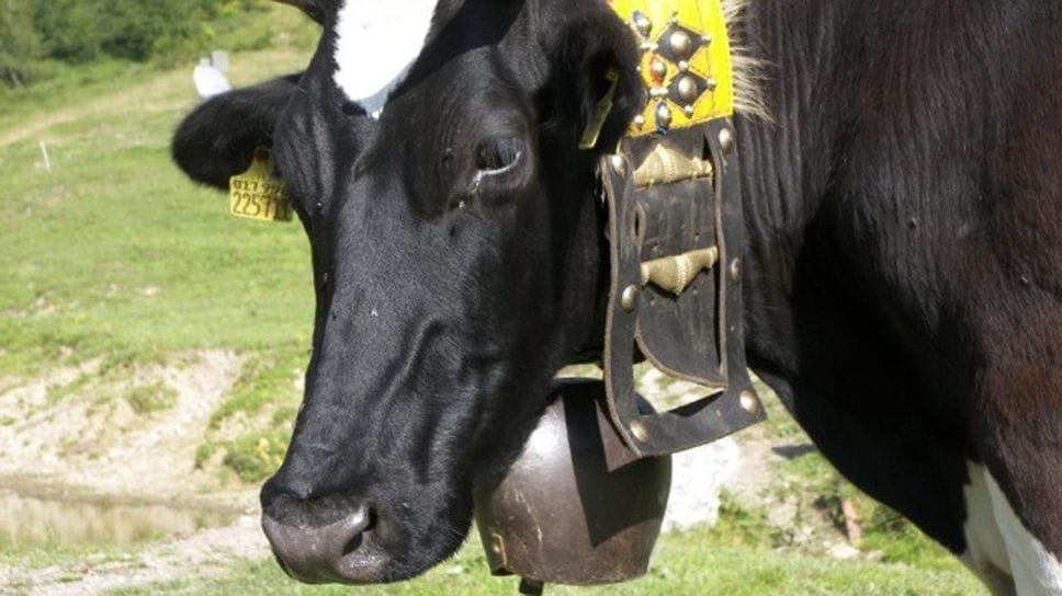 Furto di campanacci del Settecento in una cascina di Candelo