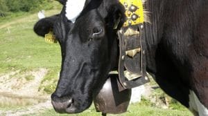 Furto di campanacci del Settecento in una cascina di Candelo