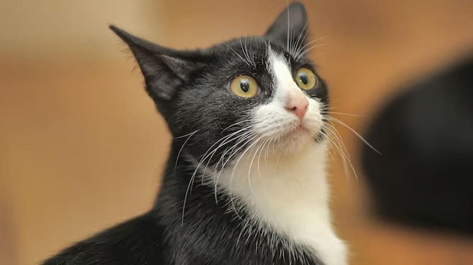 Litigio tra vicini di casa a Pray a causa del gatto