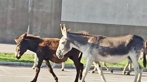 Due asini vagano per la strada e creano intralcio al traffico