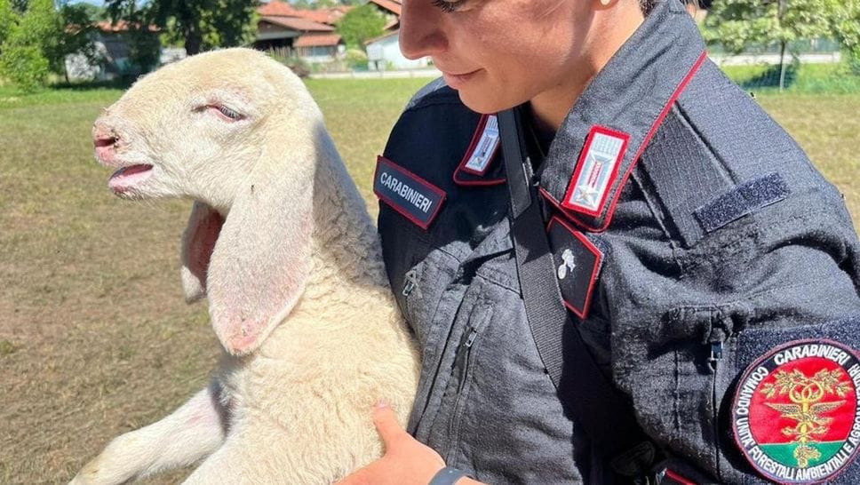 Macellazione abusiva e clandestina: denunciato un 53enne