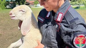 Macellazione abusiva e clandestina: denunciato un 53enne
