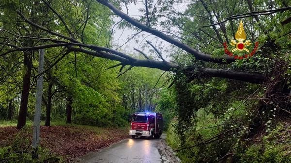 Alberi sulla strada, intervento di vigili del fuoco e carabinieri