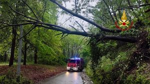 Alberi sulla strada, intervento di vigili del fuoco e carabinieri