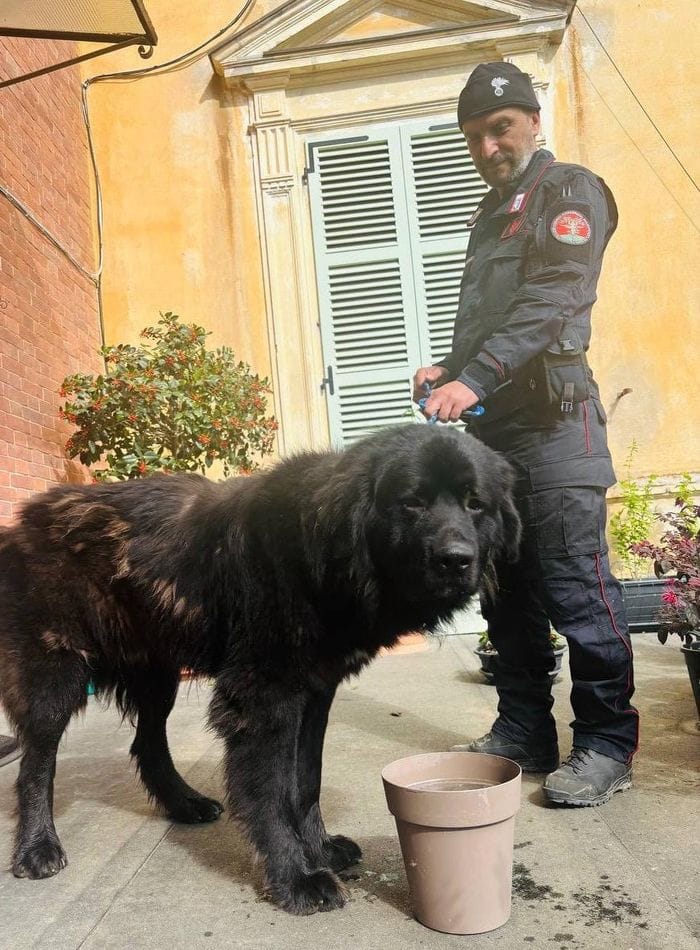 Pastore del Caucaso recuperato dai carabinieri forestali