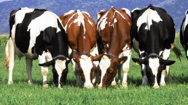 Investe una mandria di bovini a Mongrando