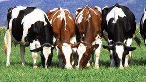 Investe una mandria di bovini a Mongrando