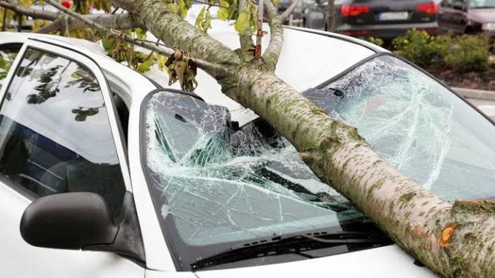 Cade una pianta, danni a un’auto parcheggiata