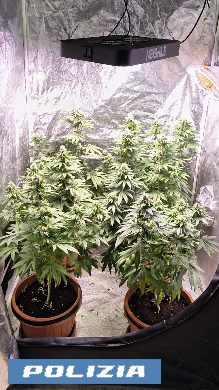 In casa aveva ecstasy, marijuana e hashish: giovane arrestato