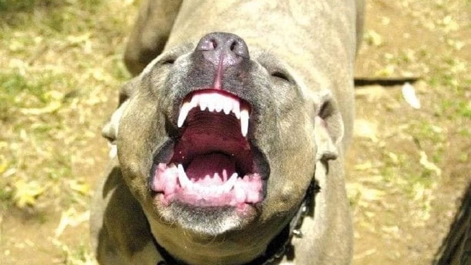 Va a spasso con il proprio cagnolino e viene aggredito da altri due cani