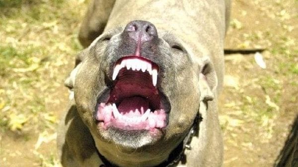 Va a spasso con il proprio cagnolino e viene aggredito da altri due cani