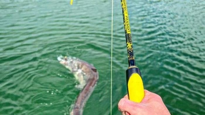 Rubate canne da pesca e mulinelli in un negozio a Candelo
