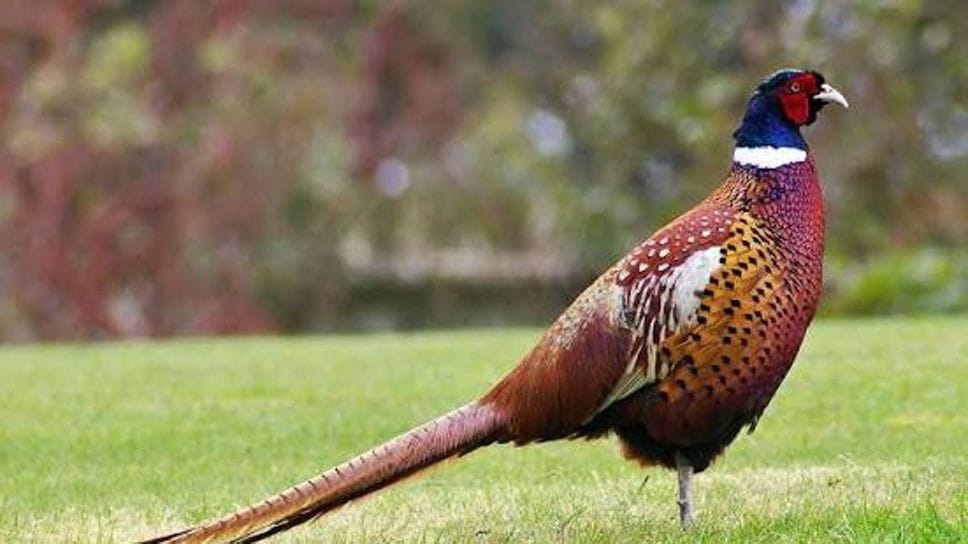 Investe un fagiano, l’animale muore
