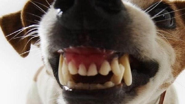 Morso al braccio da un cane e resta ferito