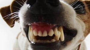 Morso al braccio da un cane e resta ferito