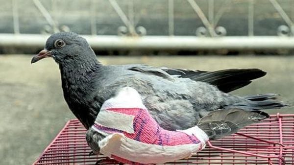 Piccione con un’ala spezzata, salvato dai carabinieri