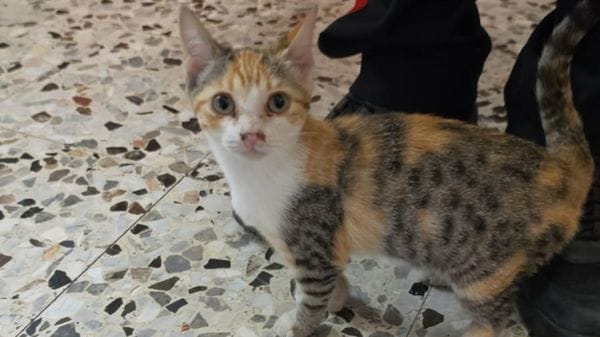 Gattina dispersa a Valdengo, si cerca il proprietario