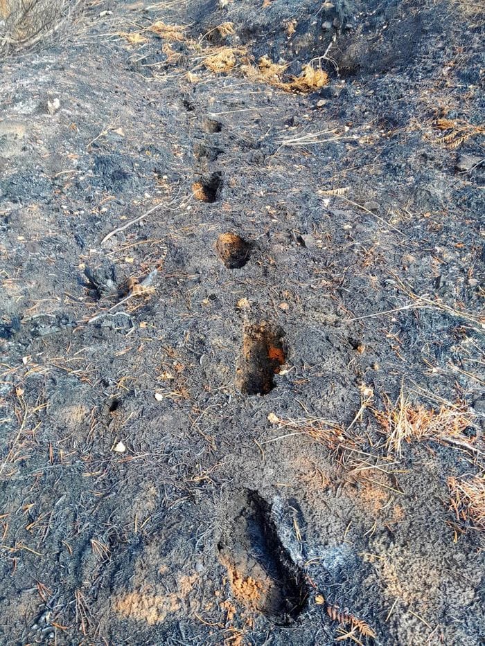 Le prime foto del Monte Barone dopo la distruzione dell’incendio