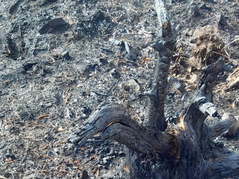 Le prime foto del Monte Barone dopo la distruzione dell’incendio