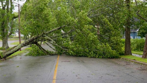 Pianta  cade sulla strada e crea intralcio al traffico