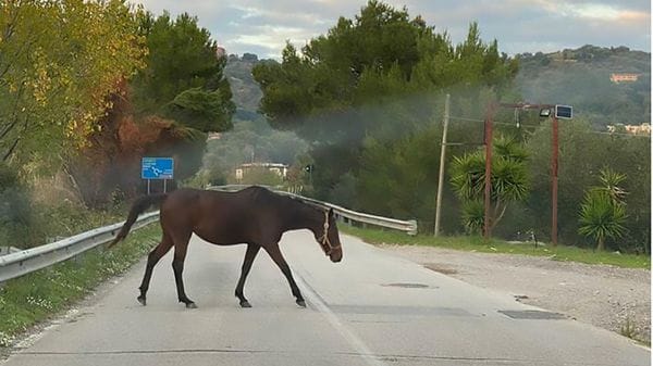 Cavallo corre libero in strada a Vigliano