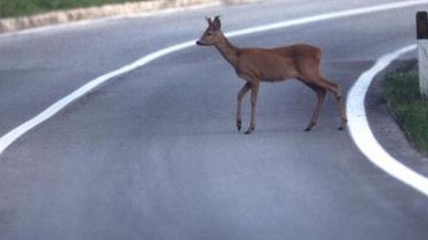 Investe un animale selvatico: danni all’auto