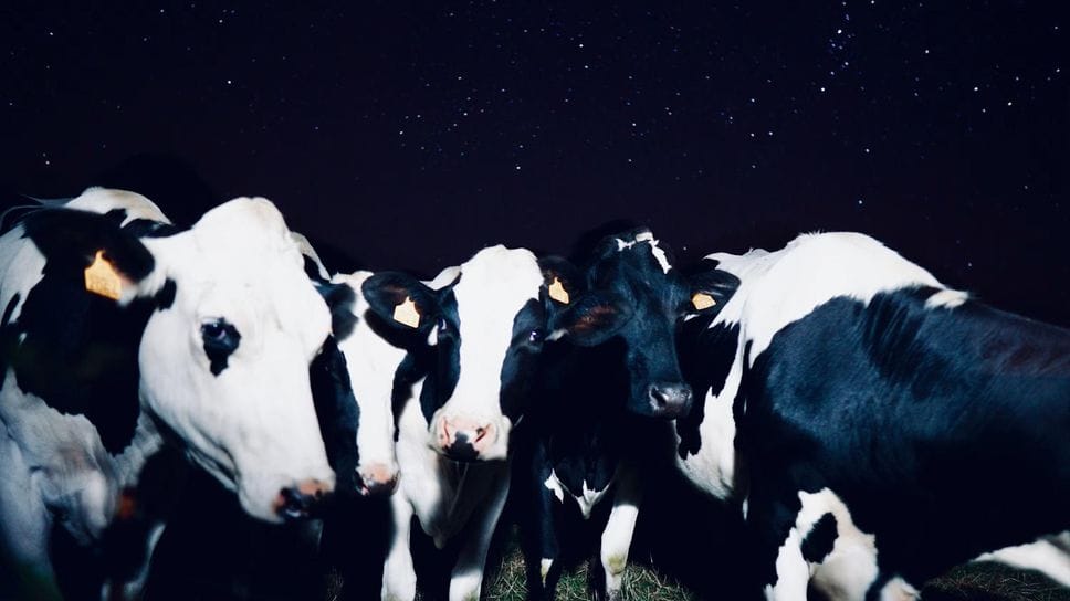 Mucche scappano dal recinto di notte e vagano per strada
