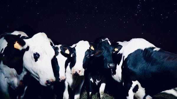 Mucche scappano dal recinto di notte e vagano per strada